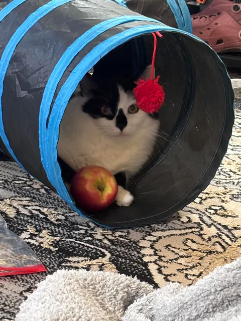 This is Dirtbag. We also call him Rudy. He just woke up after being neutered. He also just pissed all over himself. That’s my boy!!