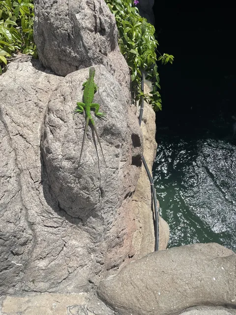 Saw an iguana with two tails