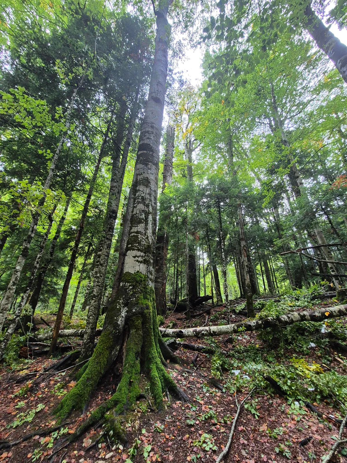 Trip Report: Serbia, Bosnia, and Montenegro