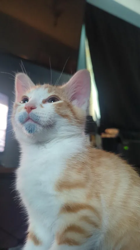 My kitten found a wax cube burner and put his face in it. What do I do?