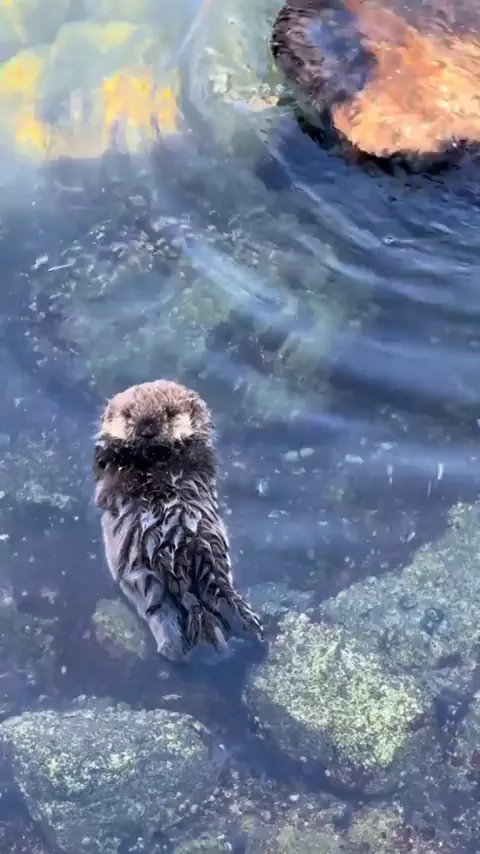 🔥 Sea otter pup practicing its solo floating skills while mom washes herself