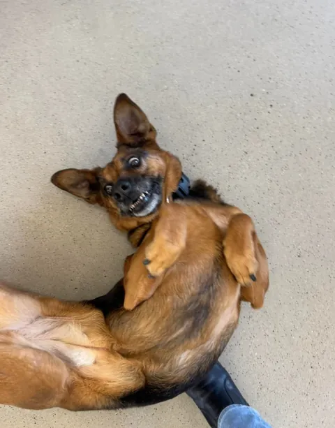 My office has an open dog policy