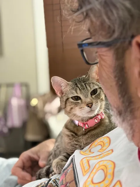 Full Blown Crazy Cat Lady