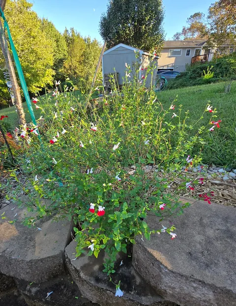 How it started / How it's going