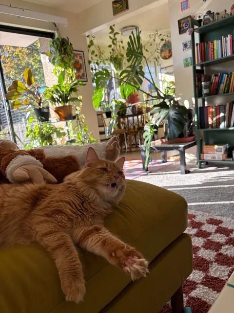 I’m 30 and finally able to live on my own in my own place ❤️