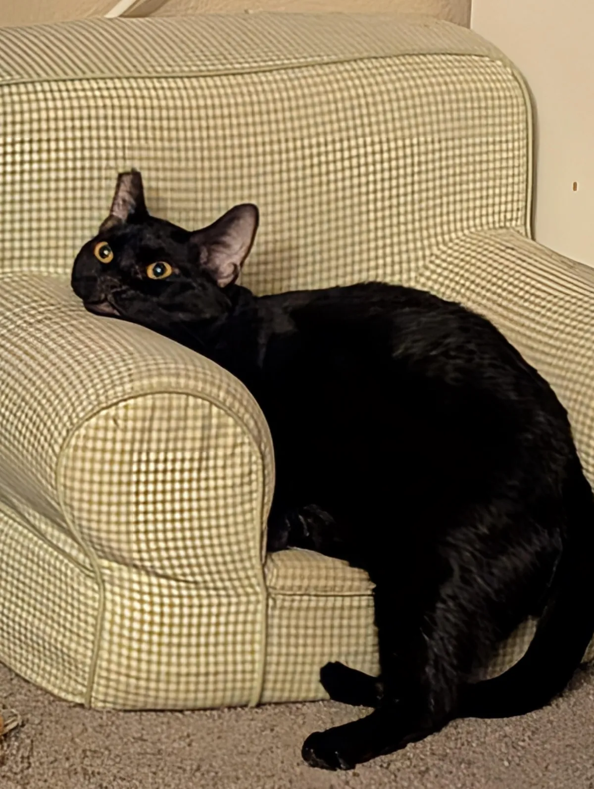 Pizza loves his angry chair