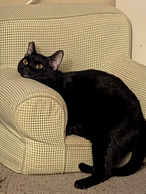 Pizza loves his angry chair