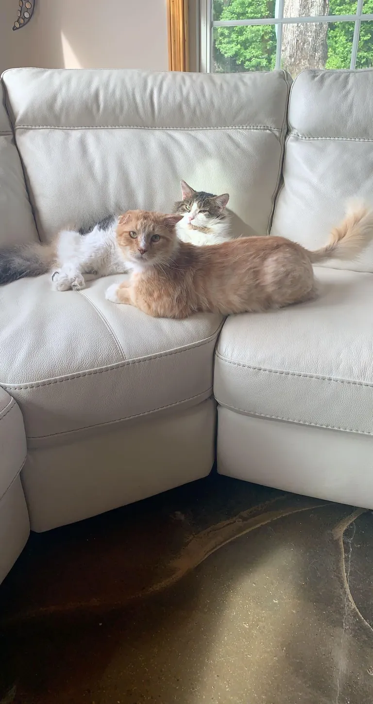 The transformation of Finnegan from forest cat to pampered city kitty