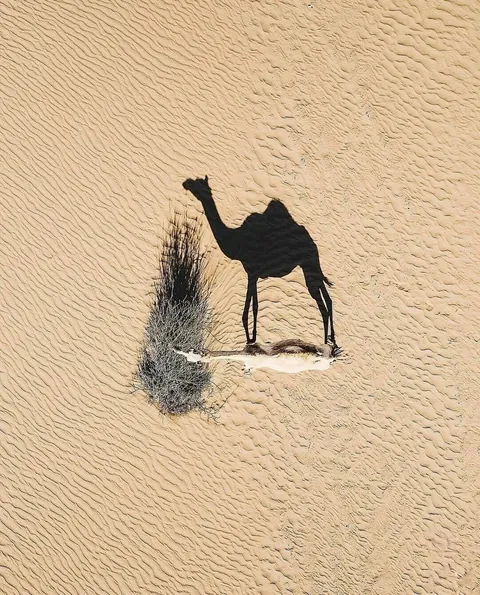 🔥 From Above: Wildlife From a Bird’s Eye View