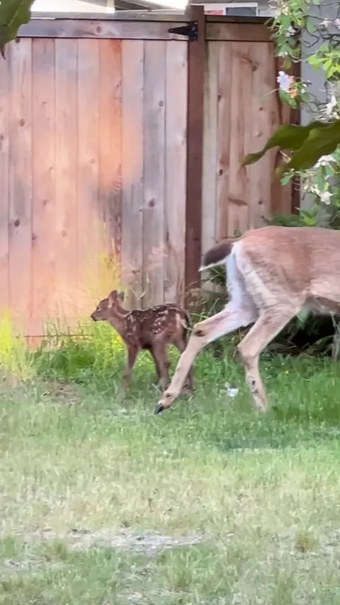 Vicious brawl in the neighbor’s yard