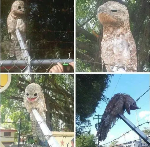 The most terrible bird alive called a Potoo photographed in Venezuela