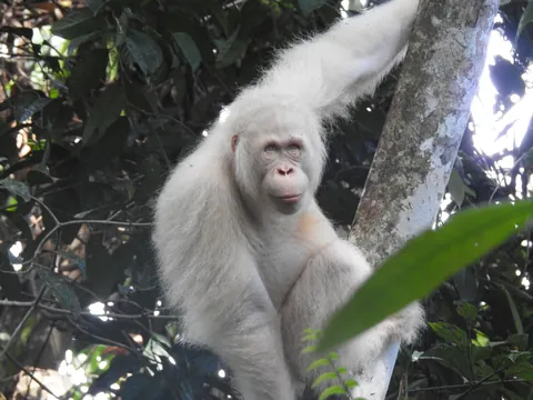 Alba, the only known albino Orangutan