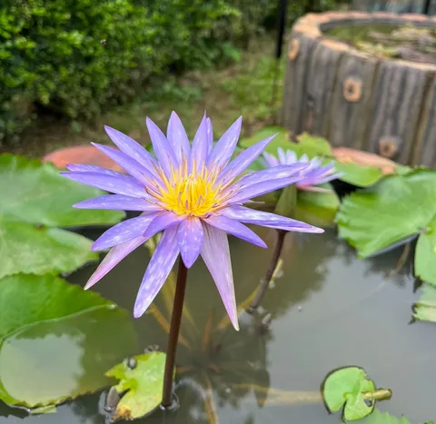 Purple Water Lily in Full Bloom