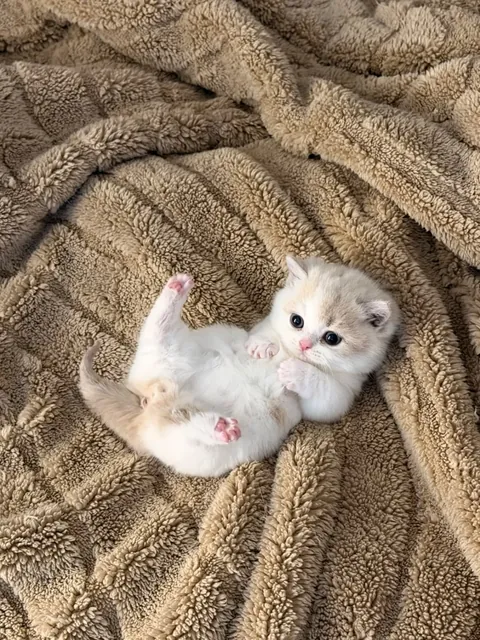 I walked through the door,and there it was, staring straight at me😳🥺