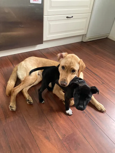 My dogs ended up recreating a picture from two years ago