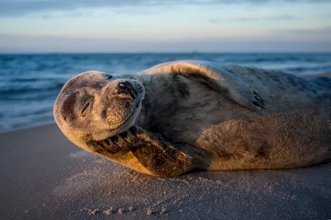 🔥A grey seal happily relaxing at the beach.