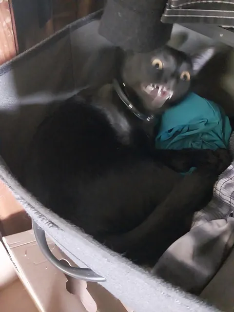 didn't realize she wad in my drawer &amp; she didn't appreciate being pulled out 😂