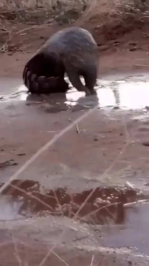 🔥 Pangolin ensures mud gets right up there under its scales
