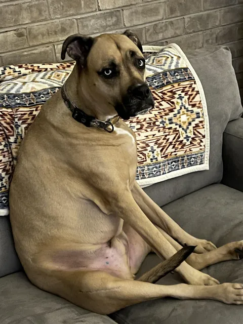 He looks like a suburban dad watching football in a dog suit