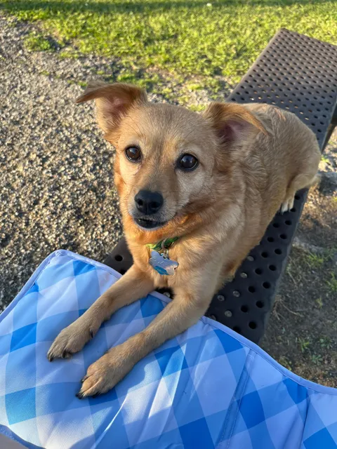 Am Birfday Gurl. Treats Plz.