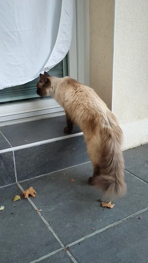 This cat followed me and my cat home and is now meowing to get inside. Is he a stray?