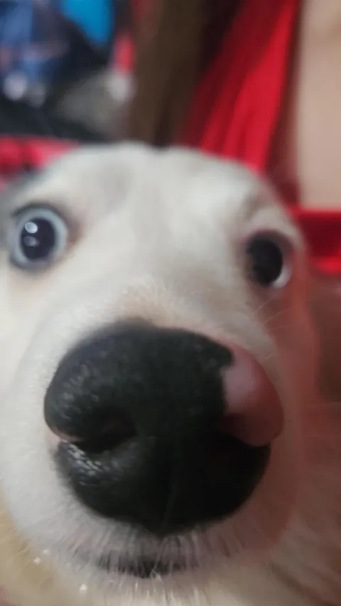 Food Inspector, the inspector of food.