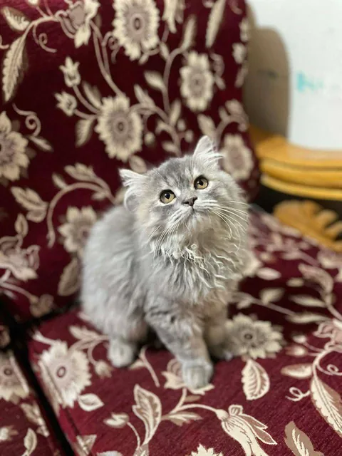 Those golden eyes and that fluffy little face just cured my bad day.