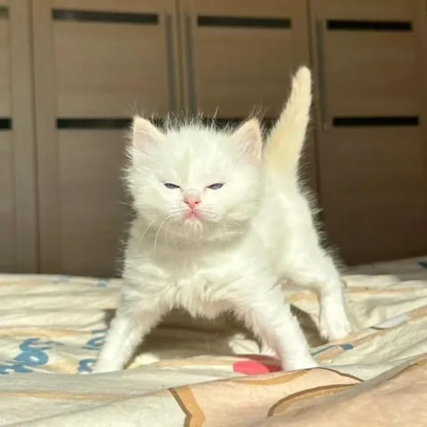 My kosas bb burst has gone bad? I just bought it 6 months ago!