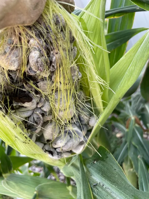 Why does my corn look like rocks??