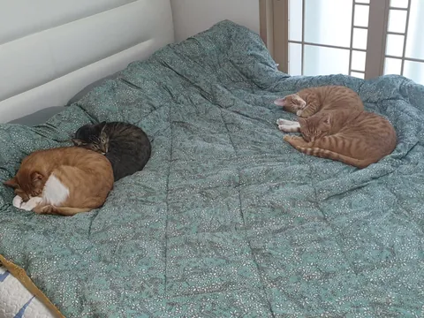 There's no room for me to lie down