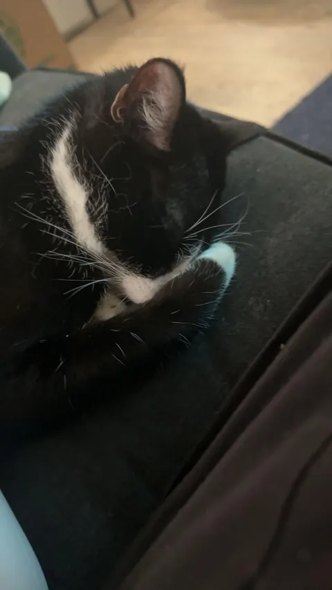 Getting a cat was my best decision