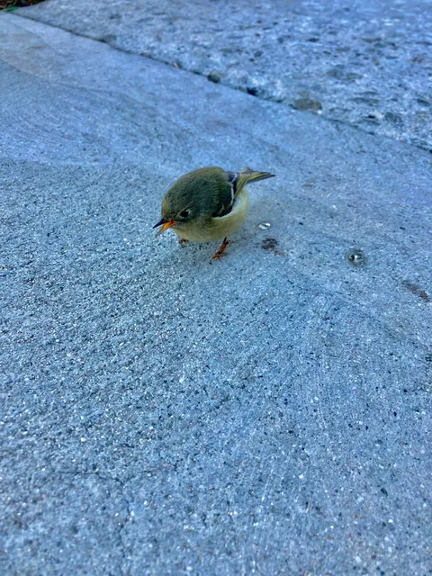 Saved a bird in shock on the sidewalk from being stepped on (first pic is just before I released it!)