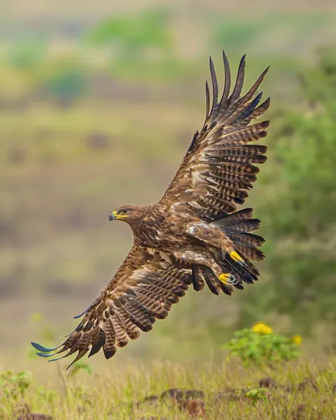 wildlife photography from the Indian wilderness
