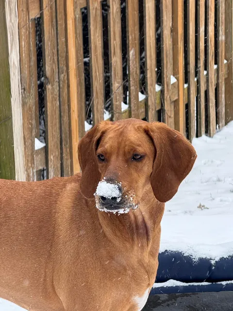 Has anyone else unknowingly adopted a purebred pup from the shelter? Here’s mine! 🧡