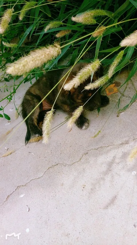 They were two tiny puppies I found near a trash bin. Then they grew into two girls who never left my side 💛