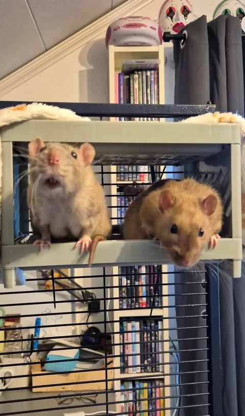 Rat bunk bed 🛏