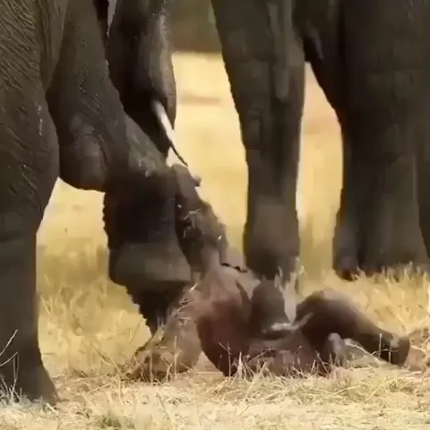 🔥 Newly born Elephant is helped onto his feet in Moremi Game Reserve in Botswana.
