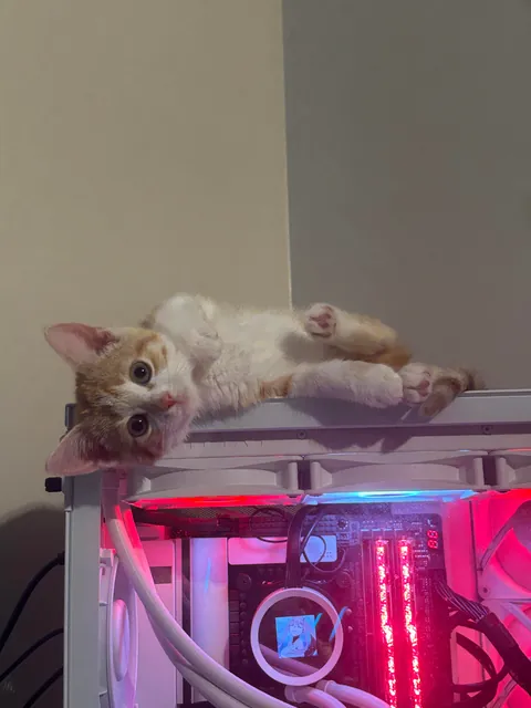 My kitten got into a loaf of bread and probably ate at least half or more of her weight in it