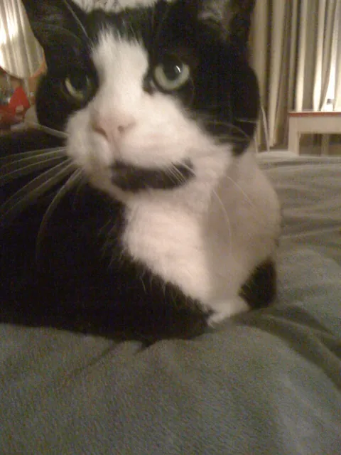 My cat of 17 years finally departed for heaven earlier this morning