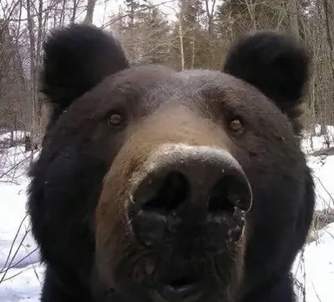 🔥 Bear Selfies 🔥