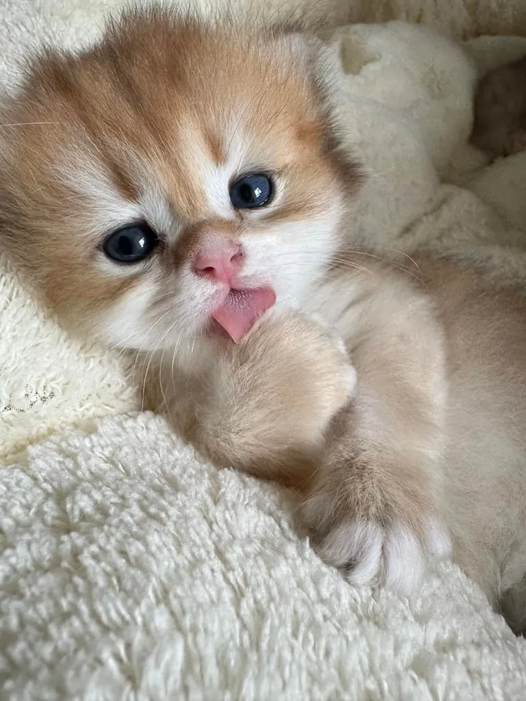 I just woke up. please tell me I’m still adorable