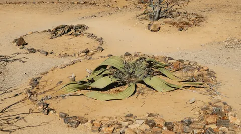A few months ago, I hopped in my Renault Clio and took a month-long solo camping trip across Namibia.