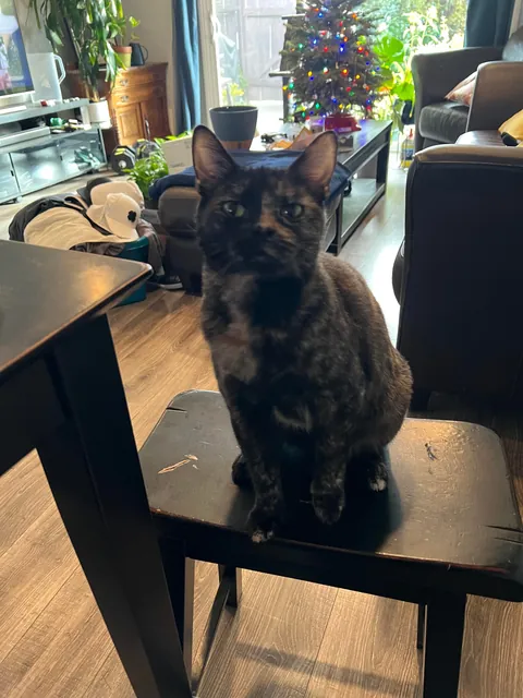 I got a new kitty, meet Luna!