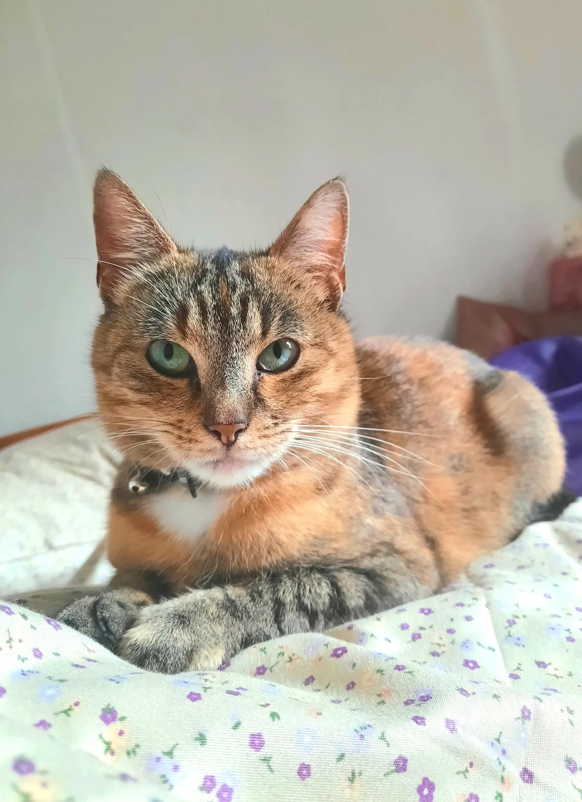 Happy Birthday to my sweet girl named Armpit who turned 5 this year! 🥹🎂❤️