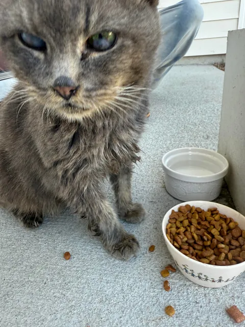 cat distribution system did its thing today