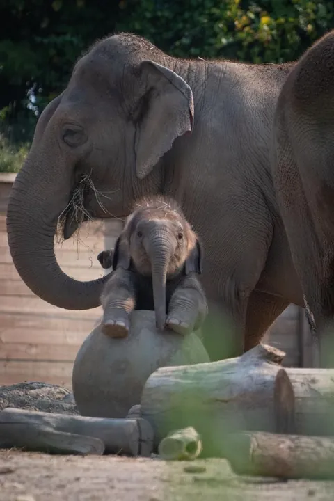 Baby elephants are the cutest