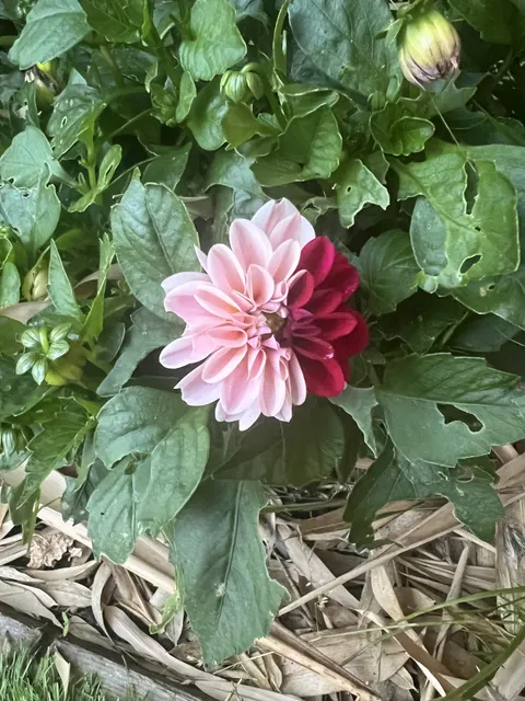 Split coloured flower