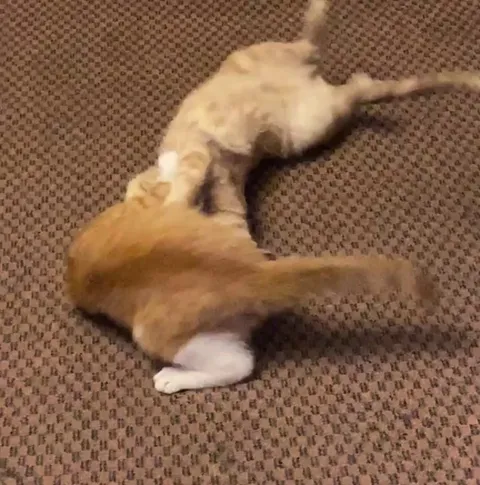 Is it normal for cats to rough play