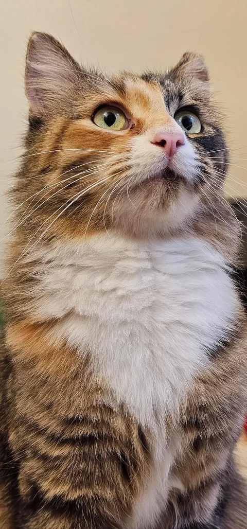 First time posting, this is Topanga!