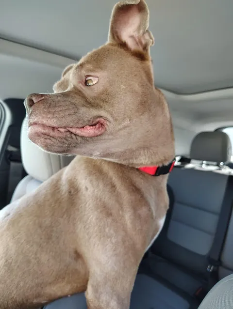 Kringle got ADOPTED !!! 🎉🎉 His adopter drove 4 1/2 hours one way to get him!